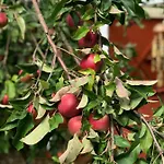 Schönes Mit Garten&mid Century Möbeln In Nähe Avendorf
