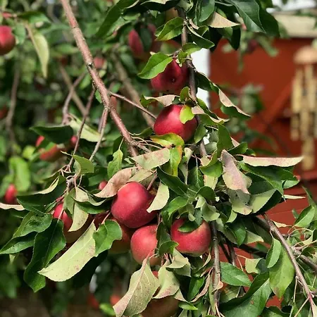 Schönes Mit Garten&mid Century Möbeln In Nähe Avendorf