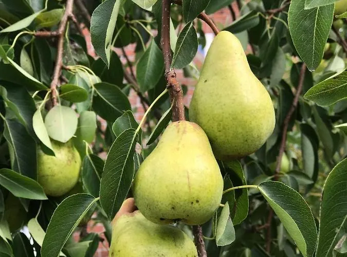 Schoenes-ferienhaus-mit-garten-mid-century-moebeln-in-strand-naehe-avendorf *