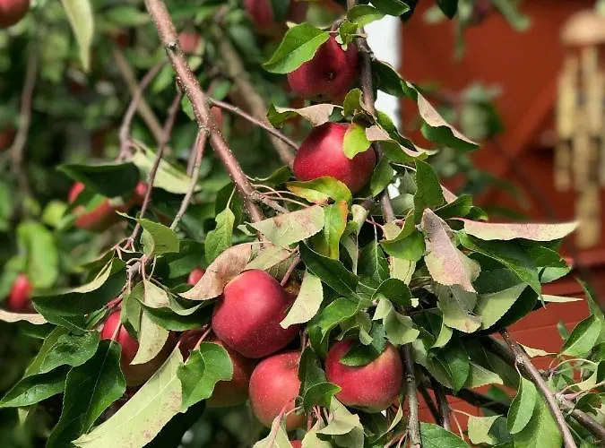 Schoenes-ferienhaus-mit-garten-mid-century-moebeln-in-strand-naehe-avendorf